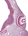 A human embryonic eye