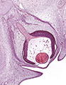A human embryonic eye