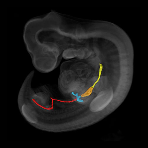 Human embryonic gastro-intestinal tract