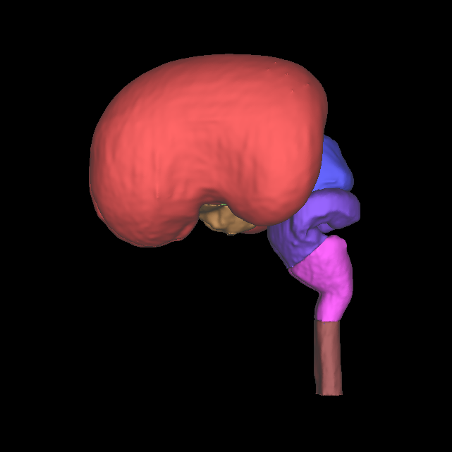 Human fetal central nervous system