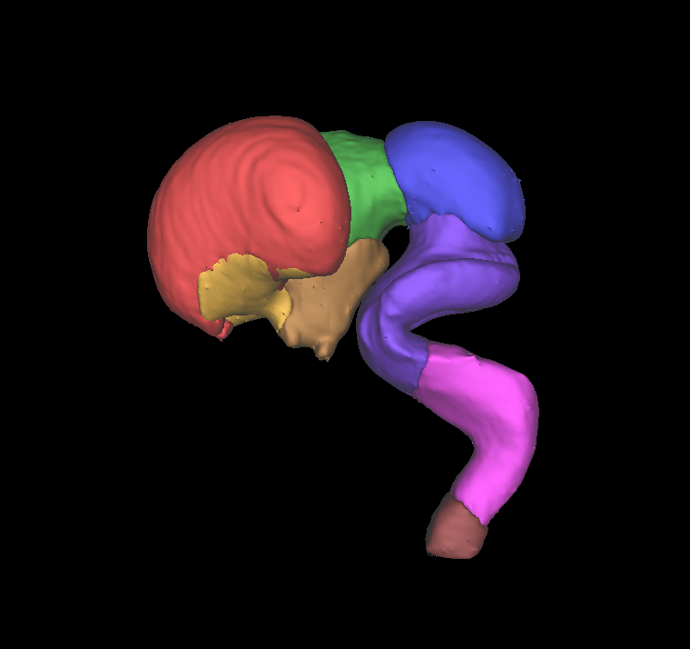 A 3D model of a human embryonic brain