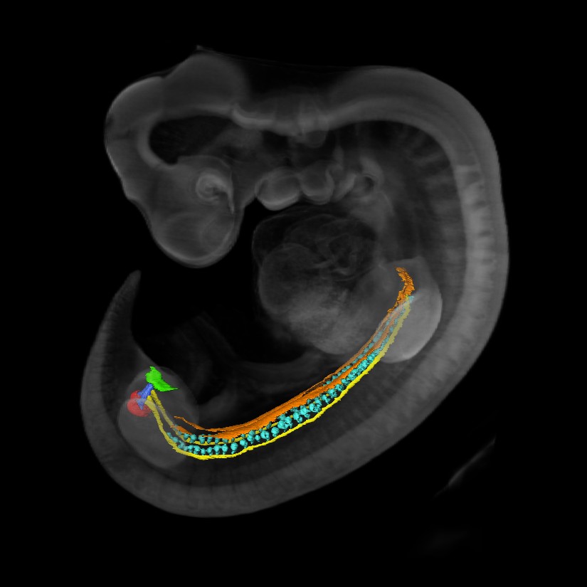 Human fetal genito-urinary tract