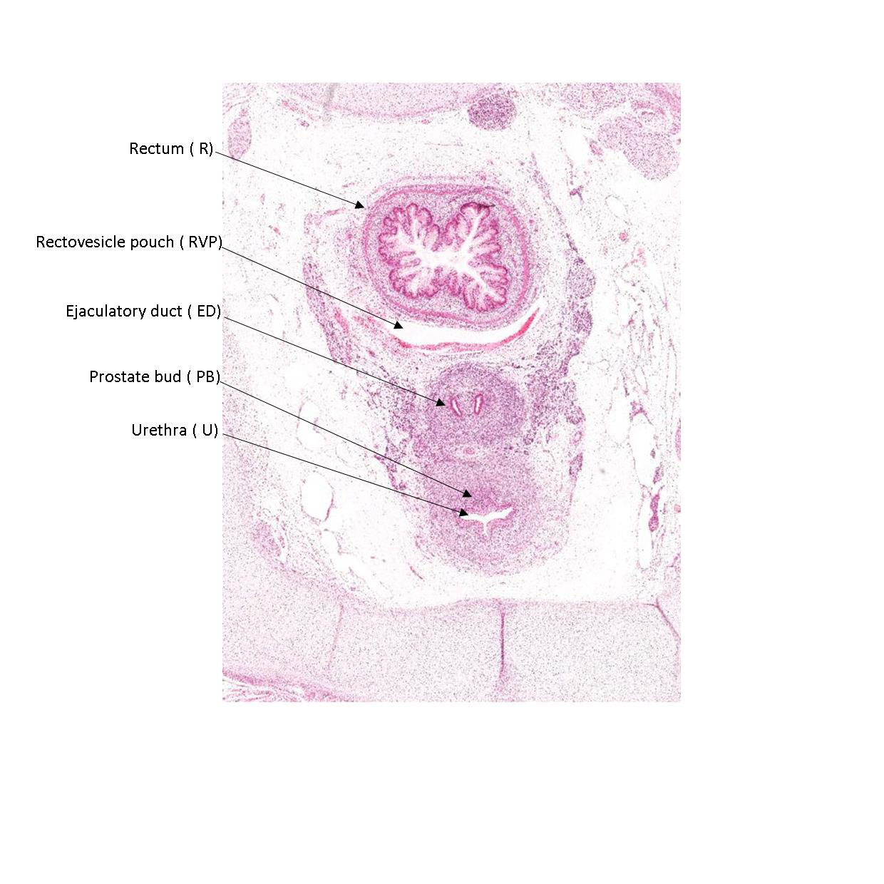 A histology section of a human fetus