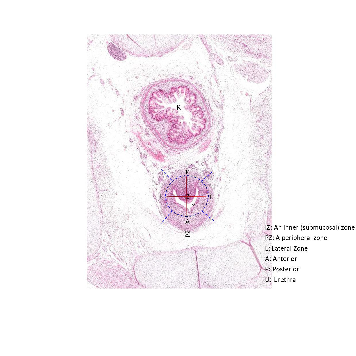 A histology section of a human fetus