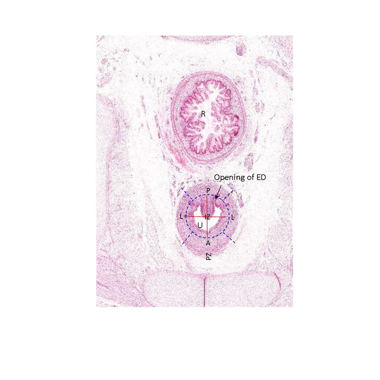 A histology section of a human fetus