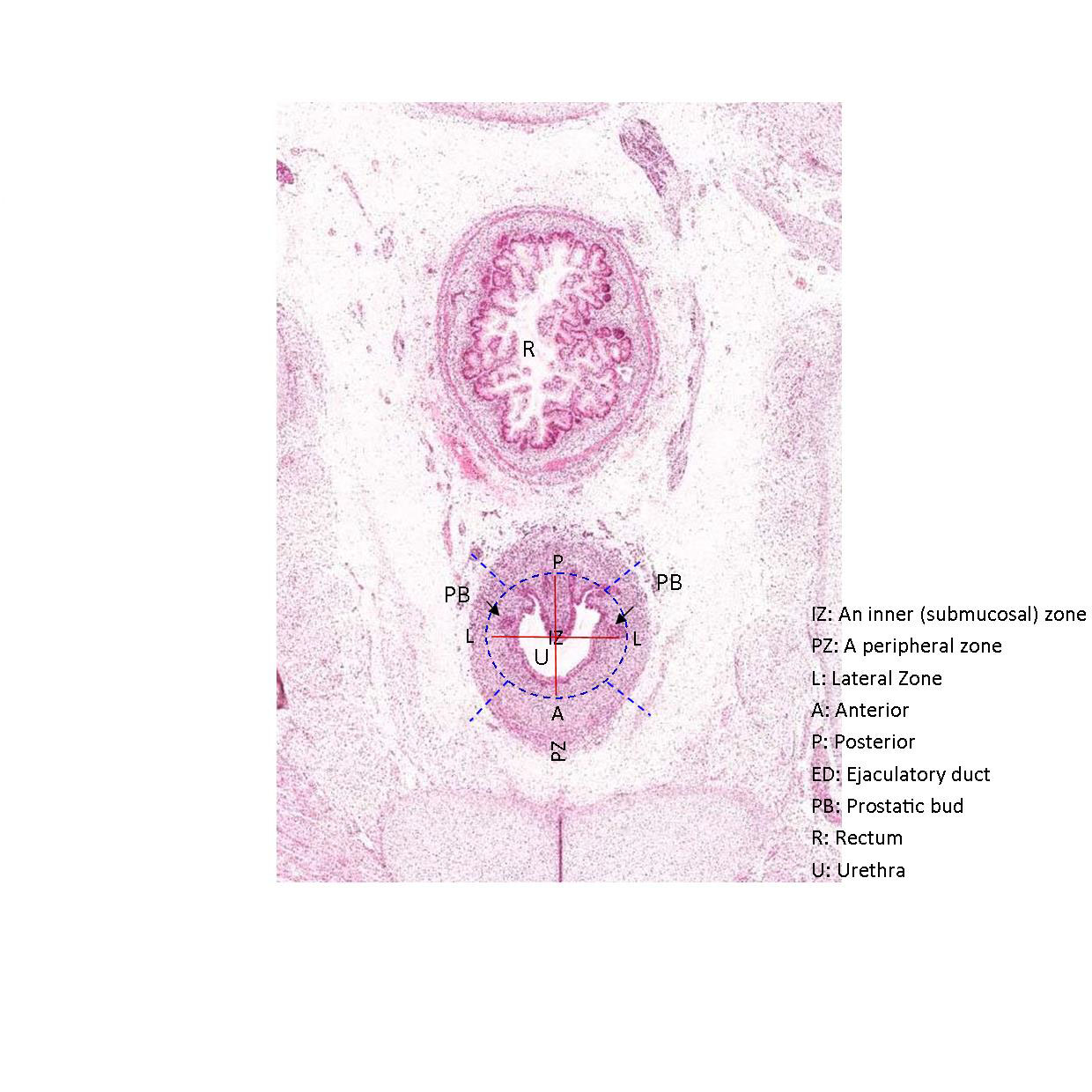 A histology section of a human fetus