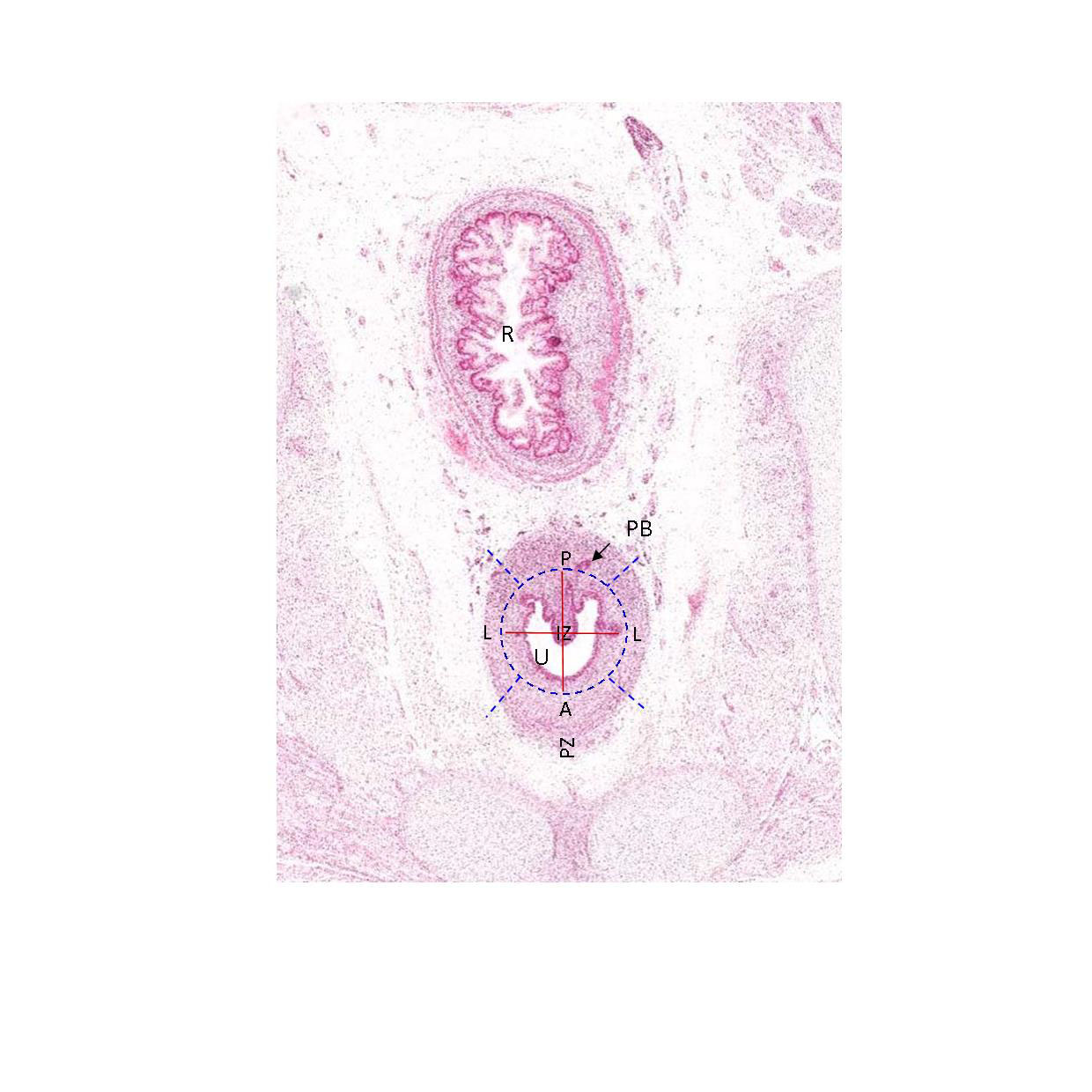 A histology section of a human fetus