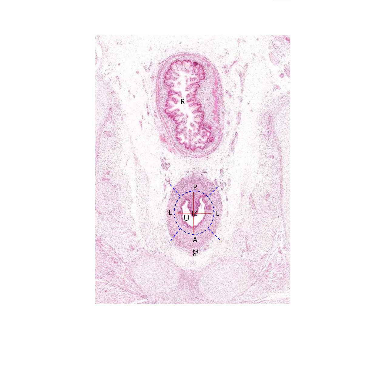 A histology section of a human fetus