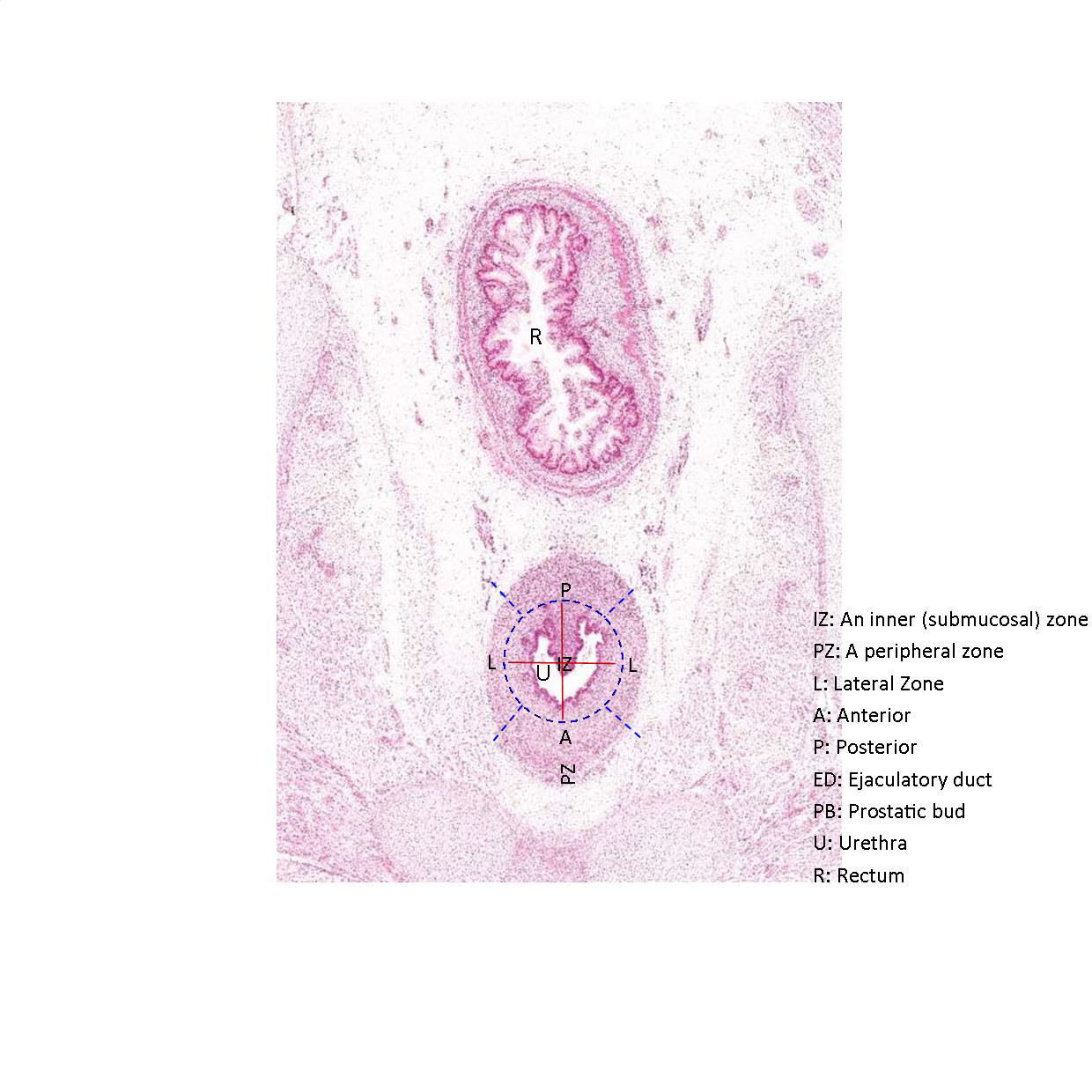 A histology section of a human fetus