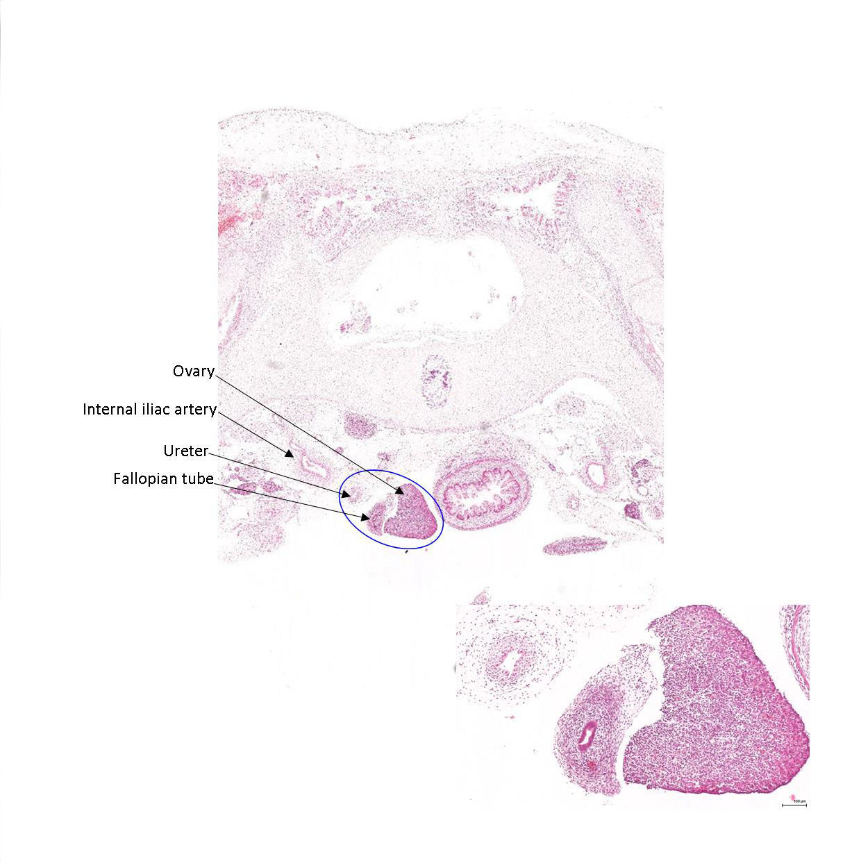 A histology section of a human fetus