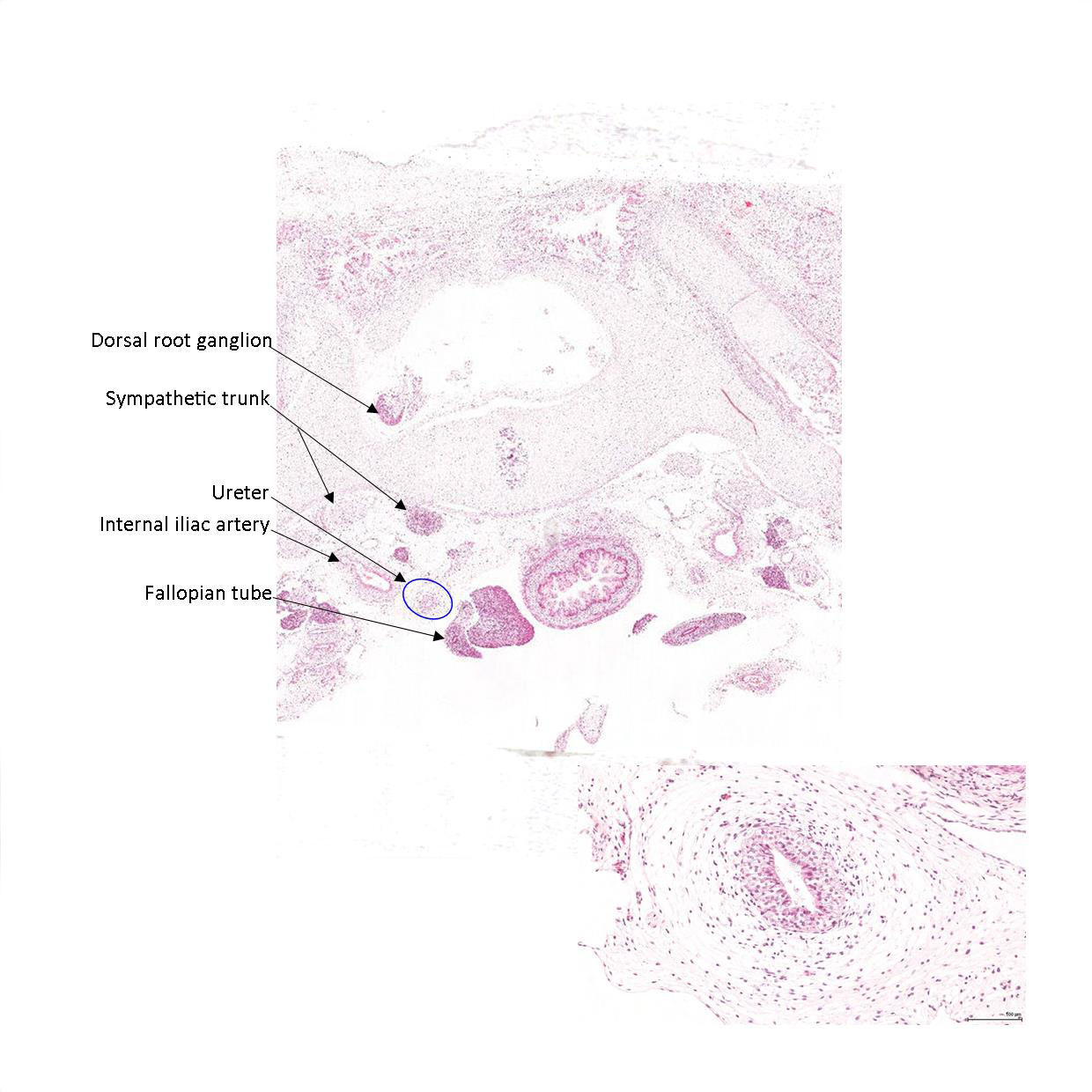 A histology section of a human fetus