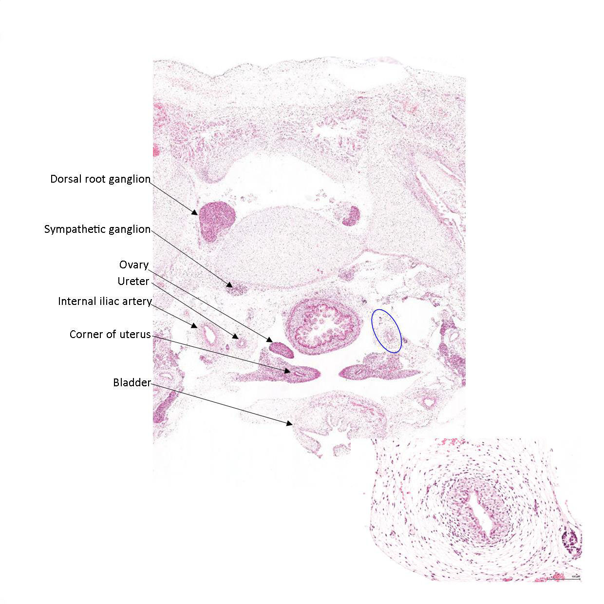 A histology section of a human fetus