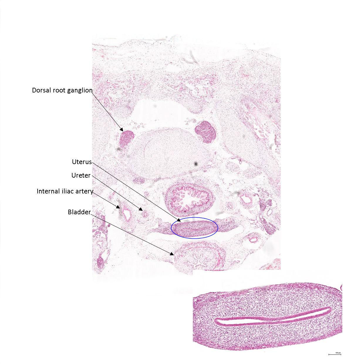 A histology section of a human fetus