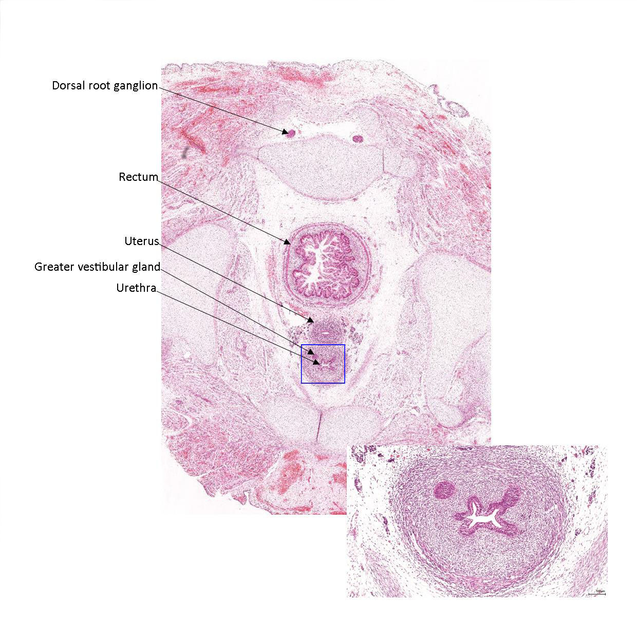 A histology section of a human fetus