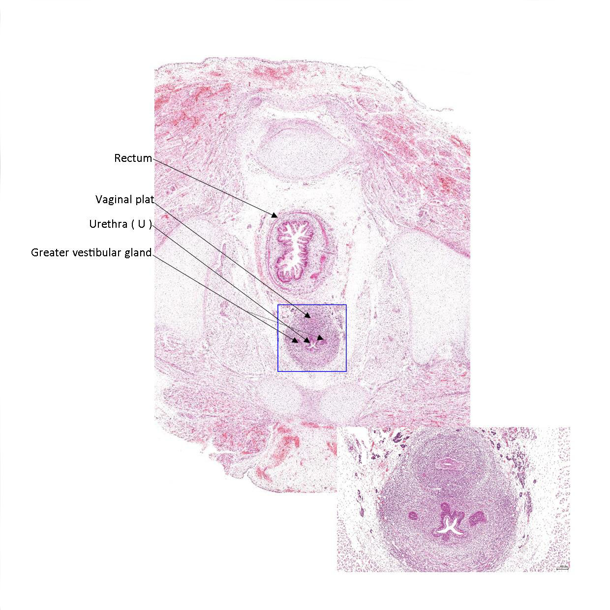 A histology section of a human fetus