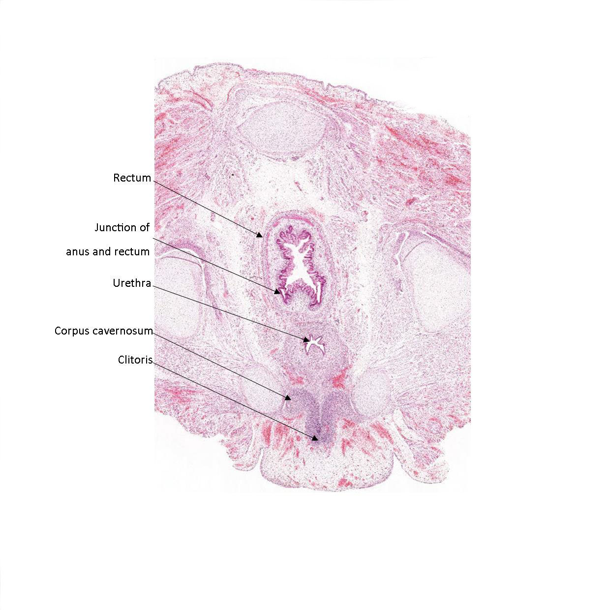 A histology section of a human fetus